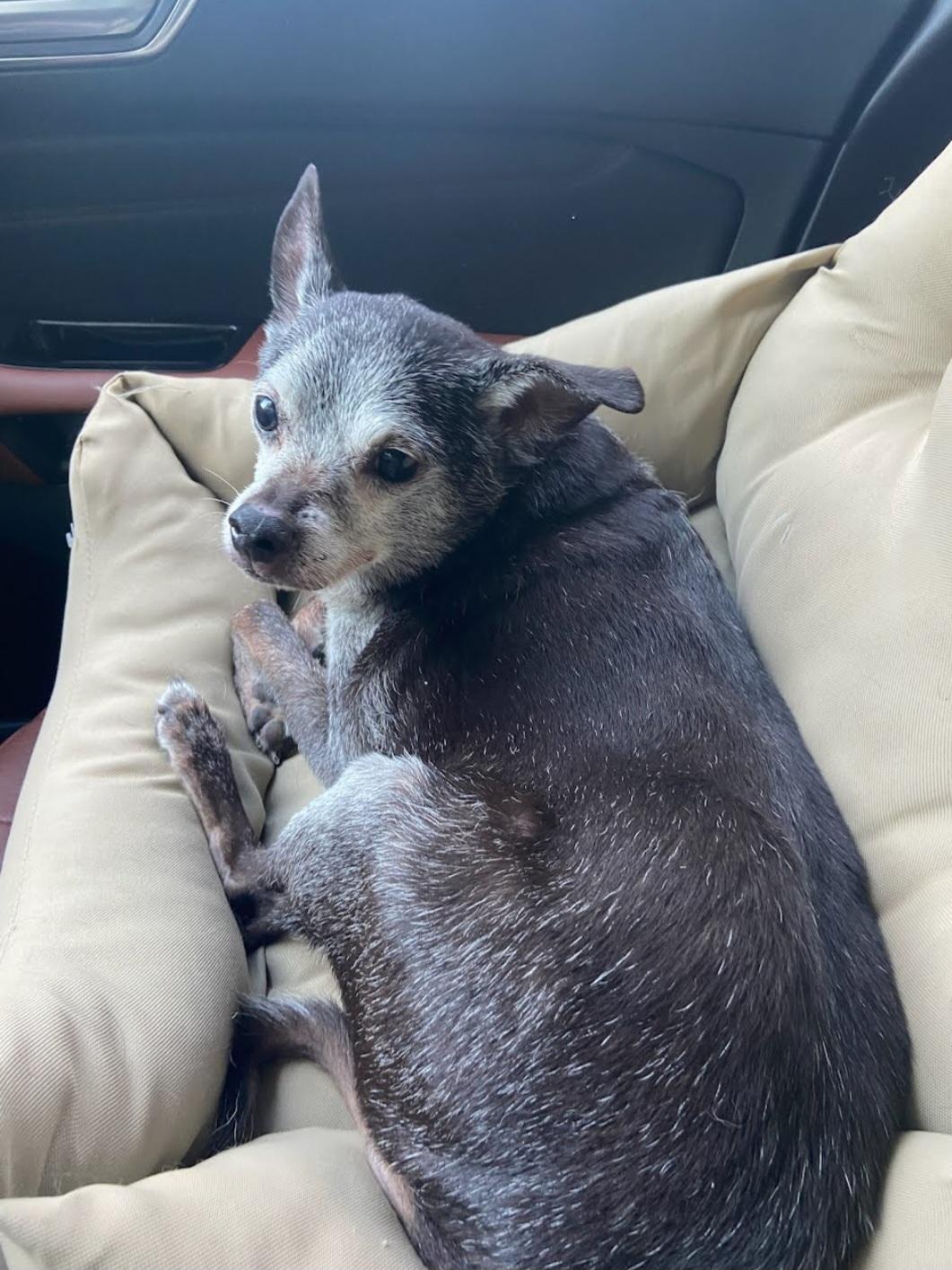 Enlarge Max, a Adoptable mixed breed in Knoxville, TN image 4/6