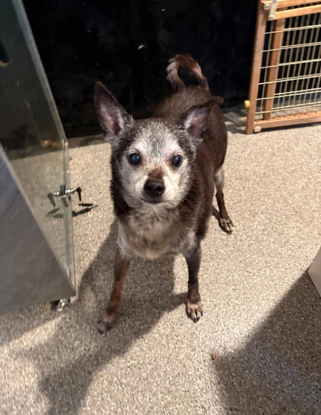 Enlarge Max, a Adoptable mixed breed in Knoxville, TN image 5/6