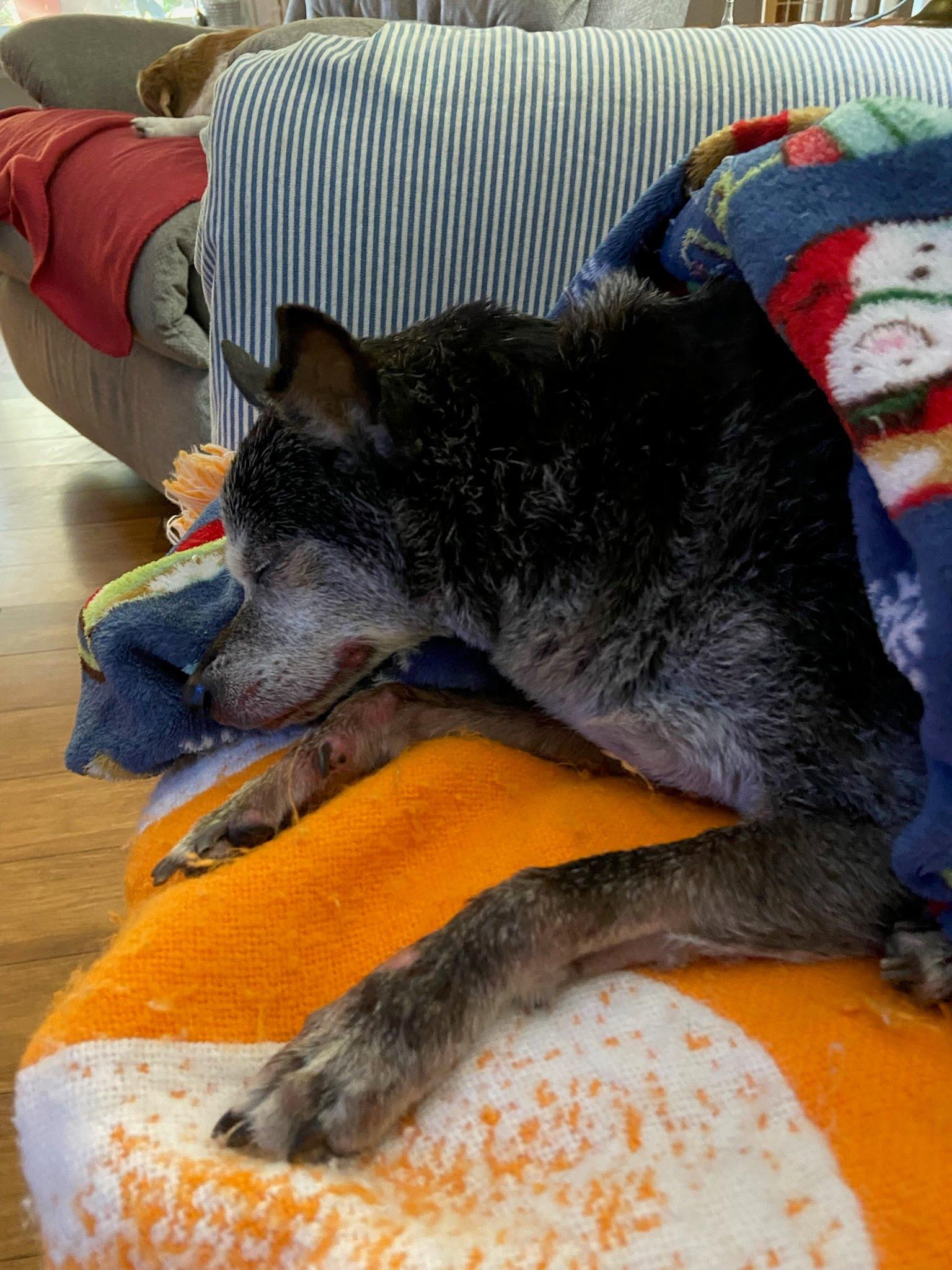 Enlarge Max, a Adoptable mixed breed in Knoxville, TN image 6/6