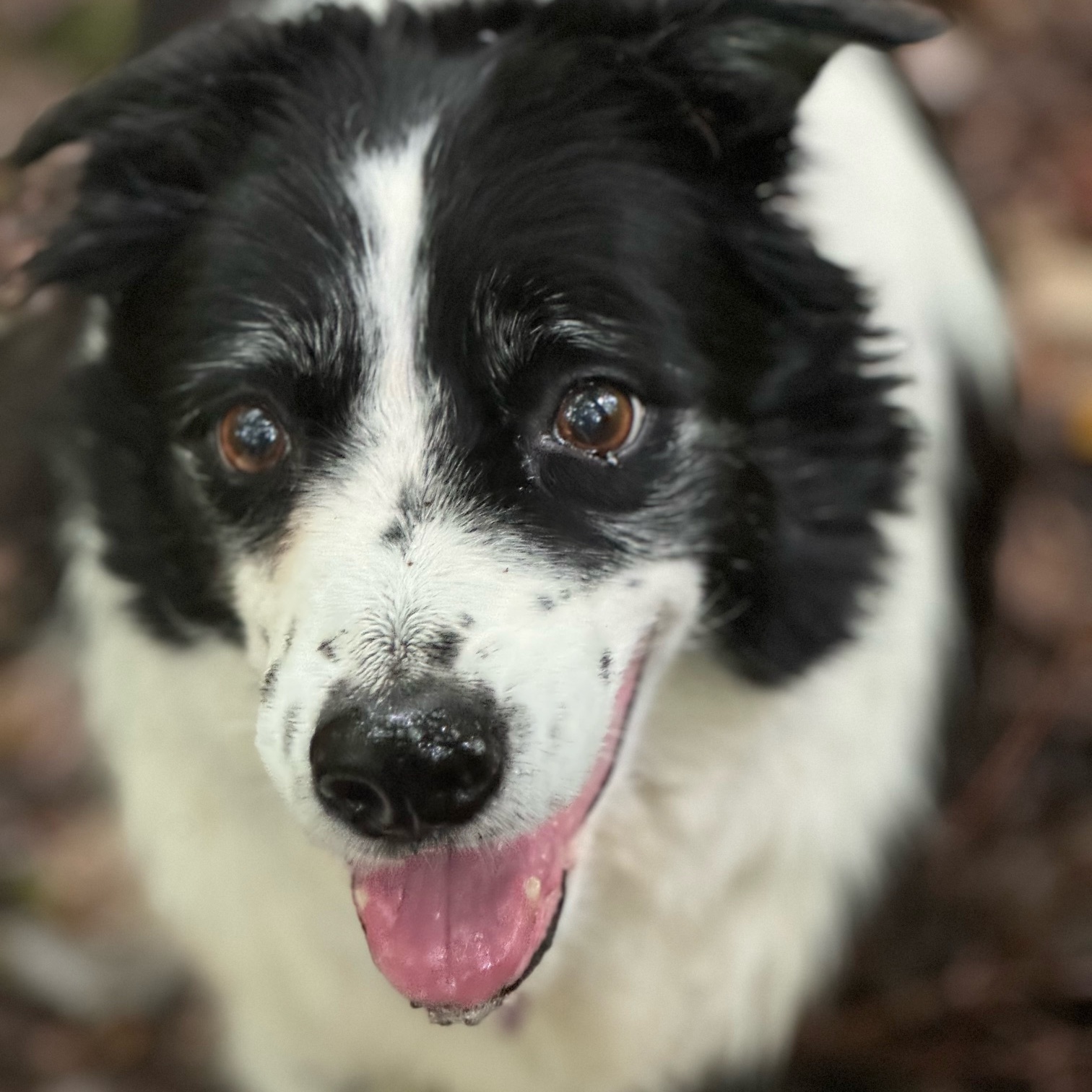 Enlarge Prim, a Adopted Border Collie in Gloucester, VA image 4/4