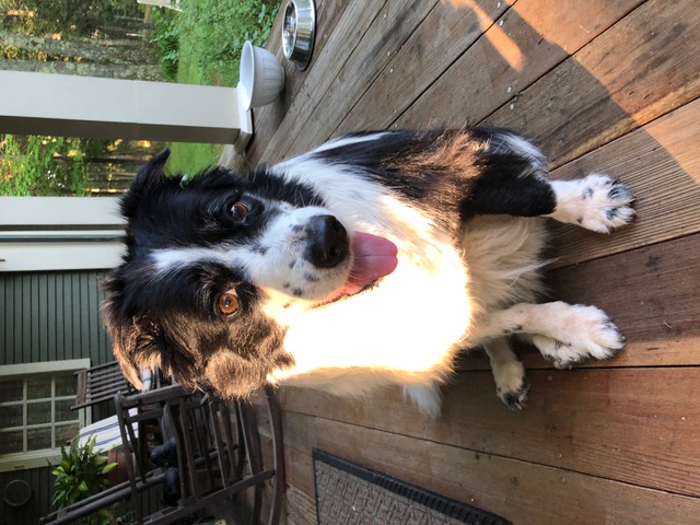 Enlarge Prim, a Adopted Border Collie in Gloucester, VA image 1/4