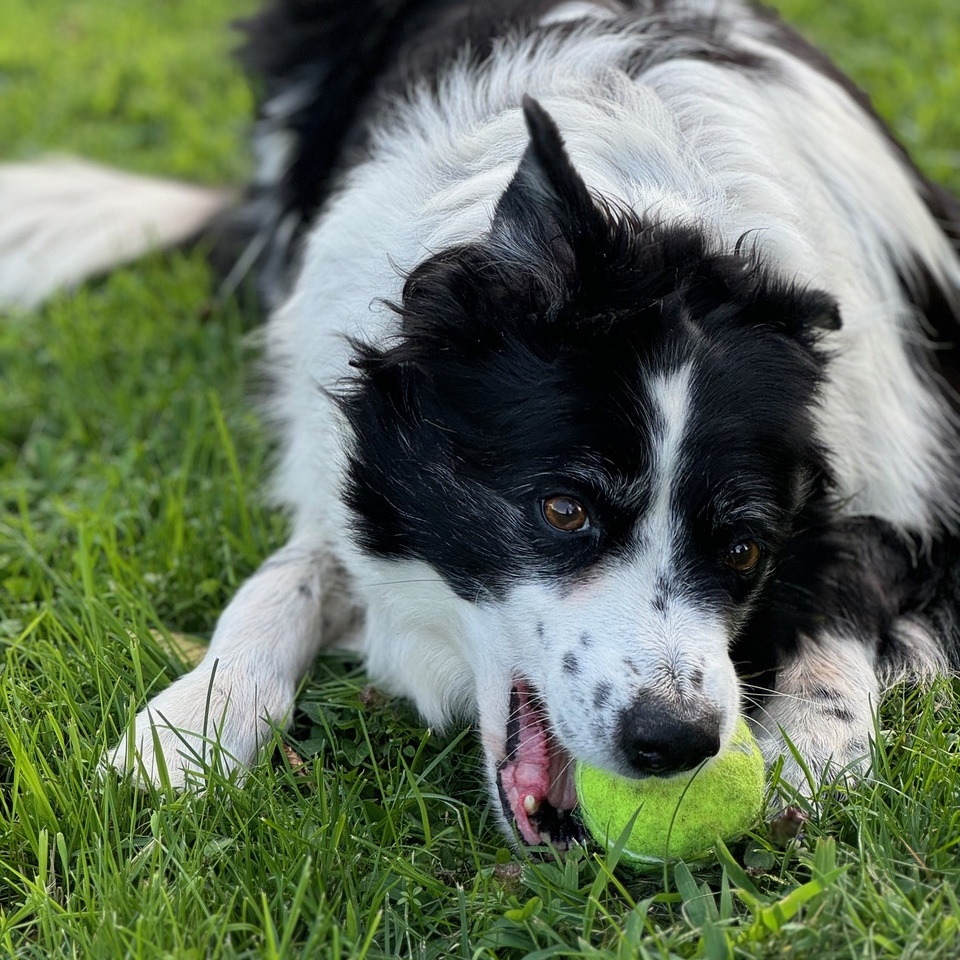 Enlarge Prim, a Adopted Border Collie in Gloucester, VA image 2/4