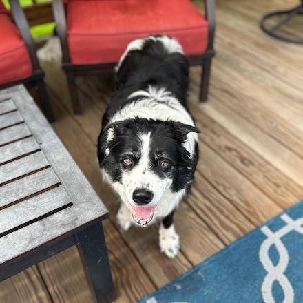 Enlarge Prim, a Adopted Border Collie in Gloucester, VA image 3/4