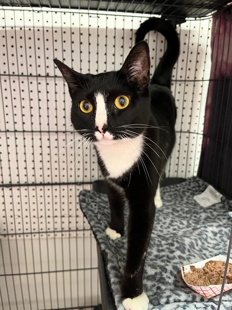 Bexlin, Adoptable, Young Female Domestic Short Hair.