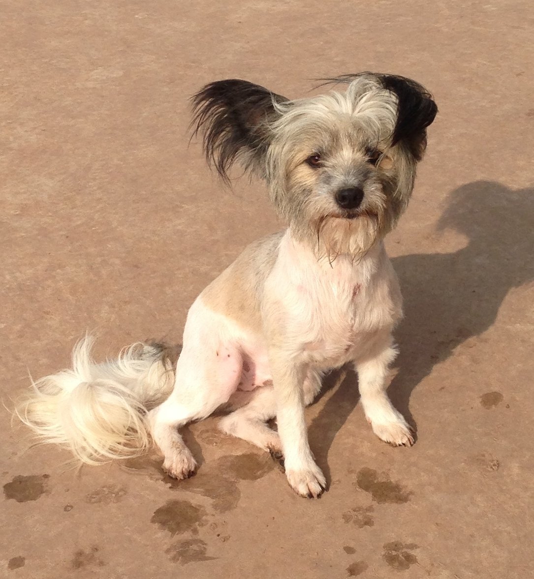 Pedro/Santuary Dog