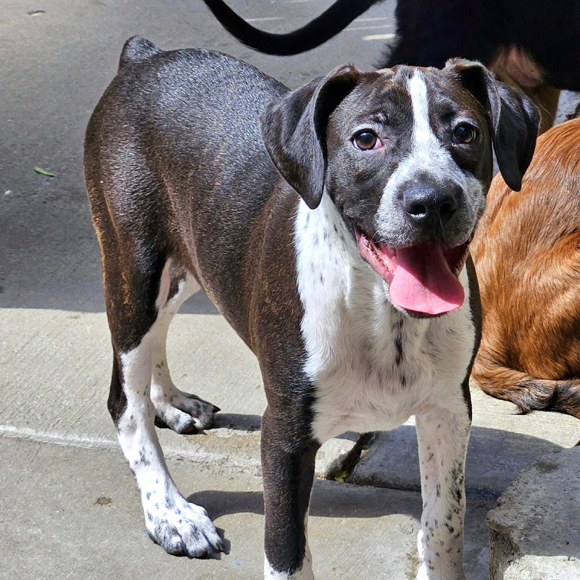 Enlarge Colby, a Adoptable mixed breed in Chicago, IL image 2/6