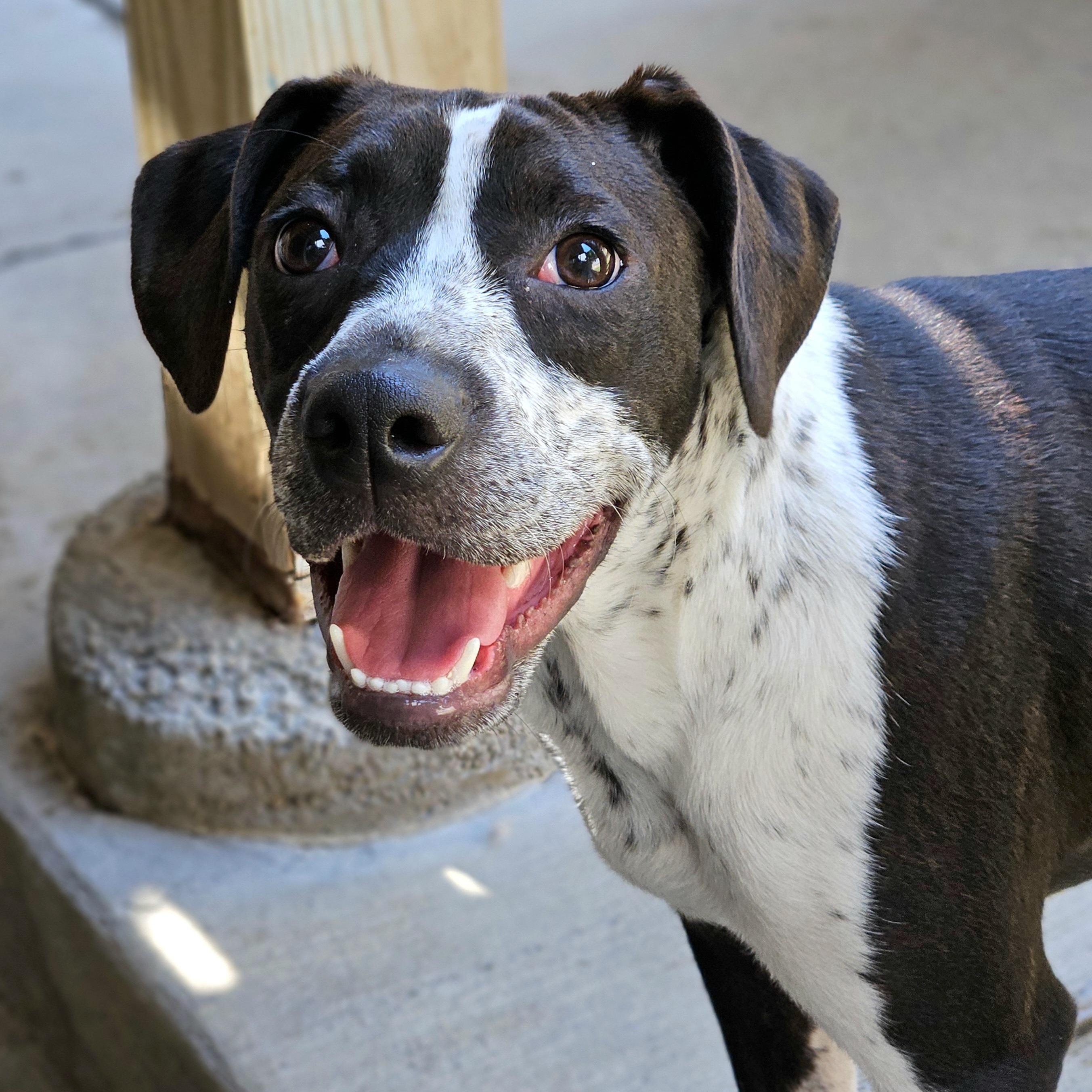 Enlarge Colby, a Adoptable mixed breed in Chicago, IL image 5/6