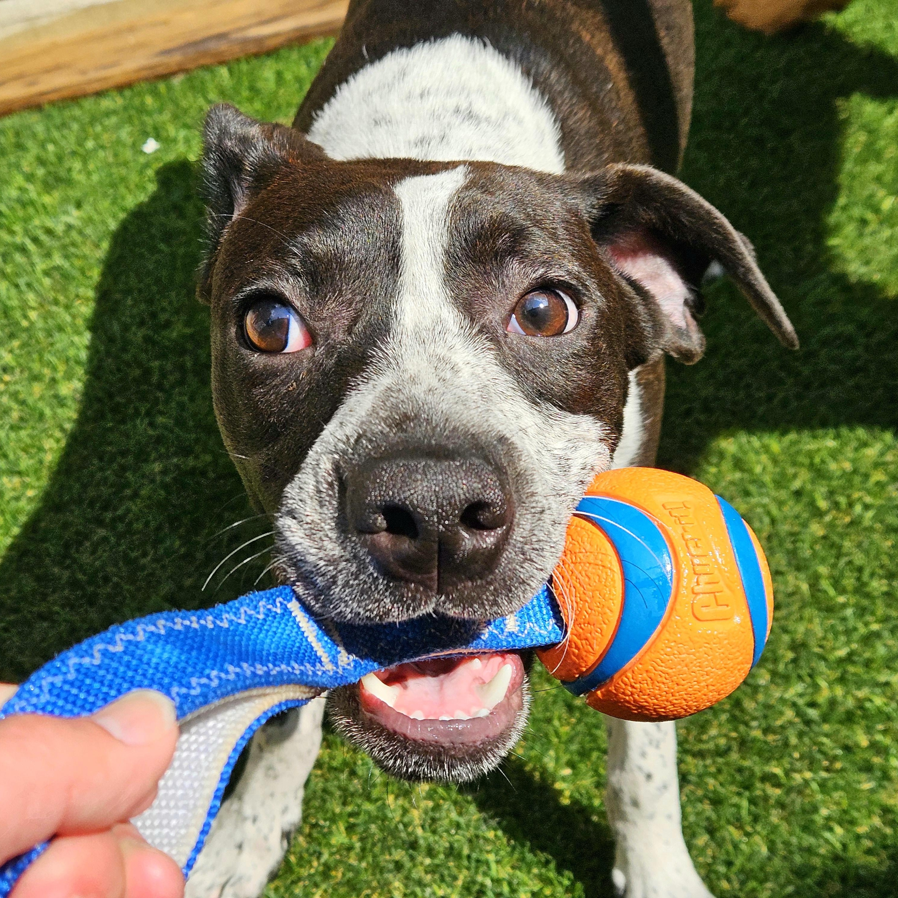 Enlarge Colby, a Adoptable mixed breed in Chicago, IL image 4/6