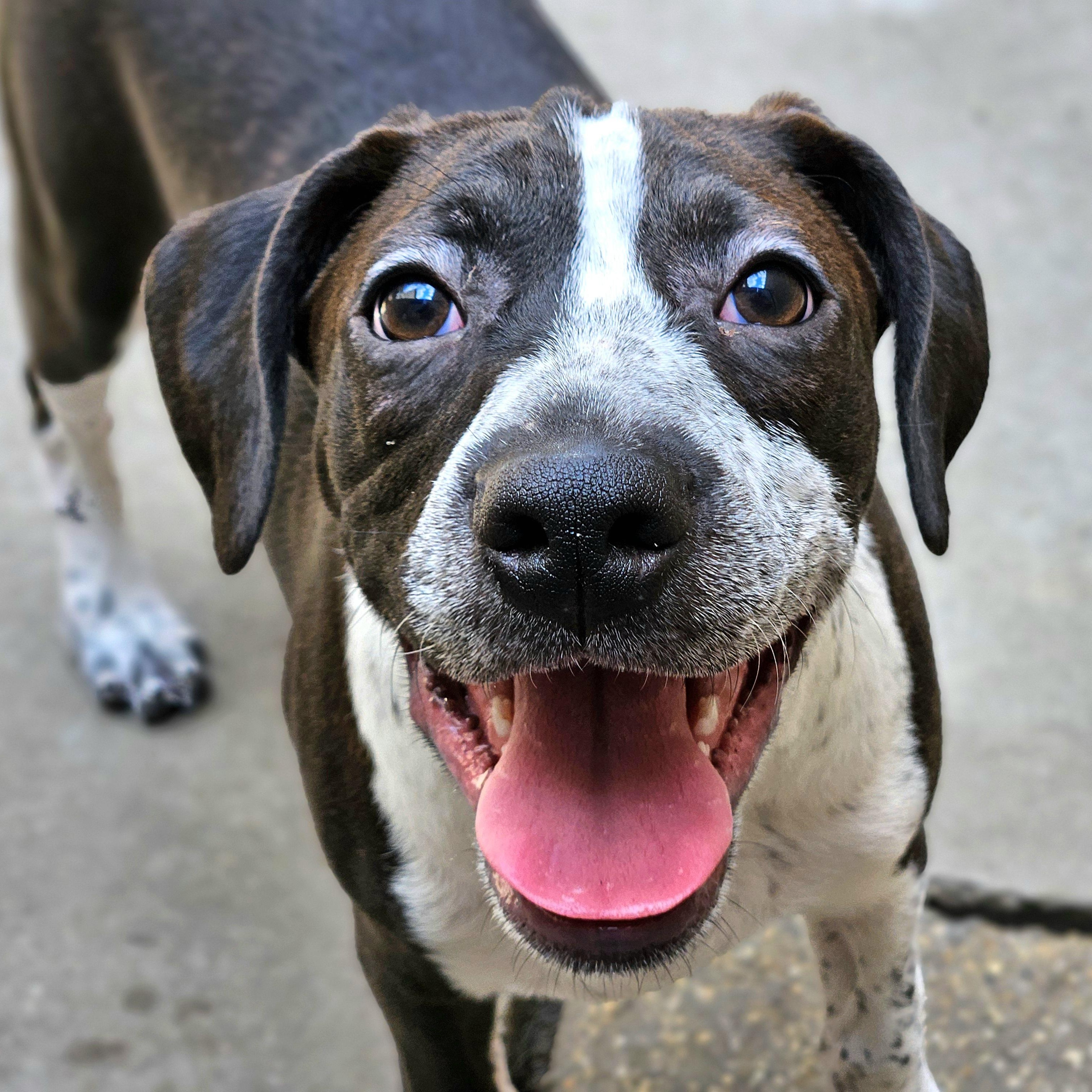 Enlarge Colby, a Adoptable mixed breed in Chicago, IL image 3/6