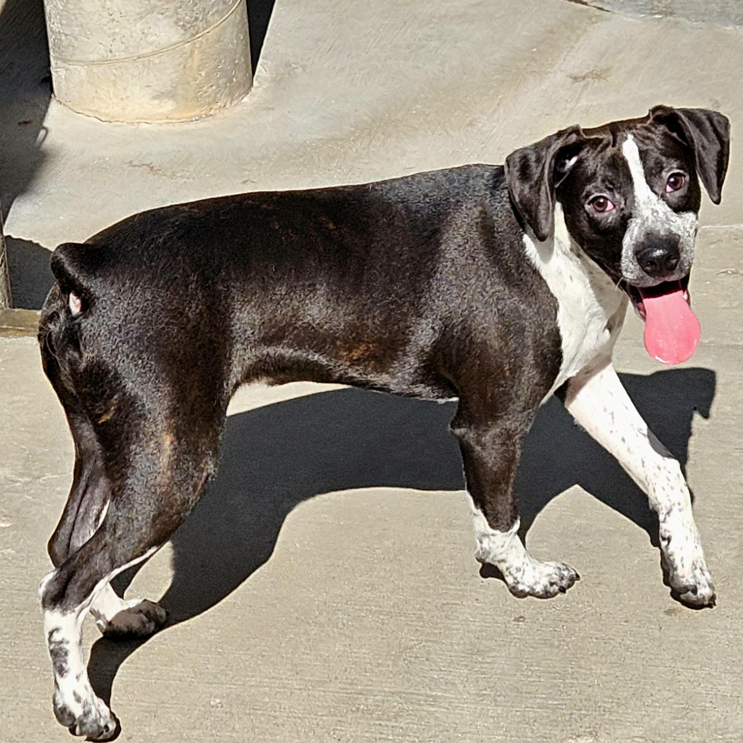 Colby, Adoptable, Young Male Boston Terrier & Boxer.