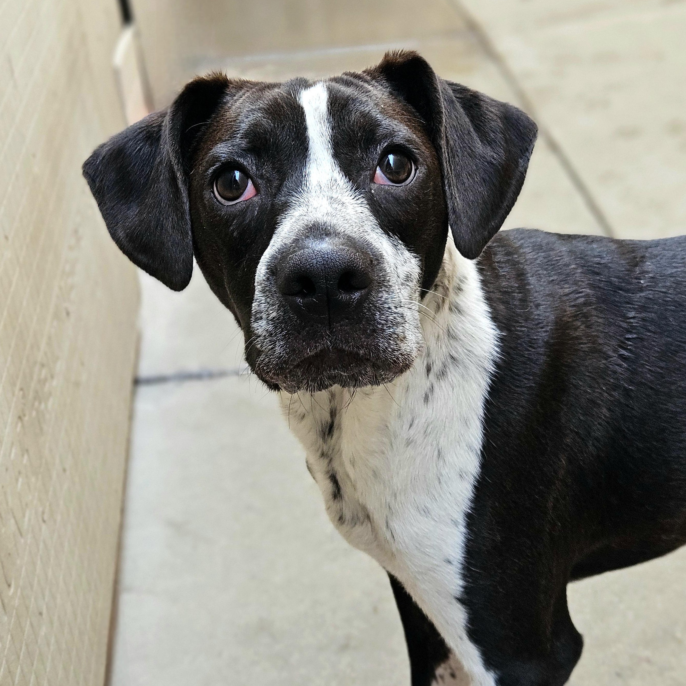 Enlarge Colby, a Adoptable mixed breed in Chicago, IL image 6/6