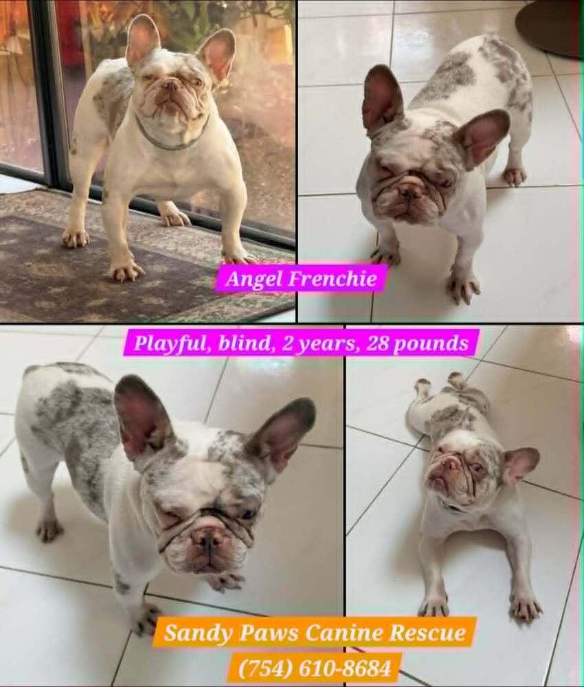 Enlarge Angel, a Adoptable French Bulldog in Plantation, FL image 1/1