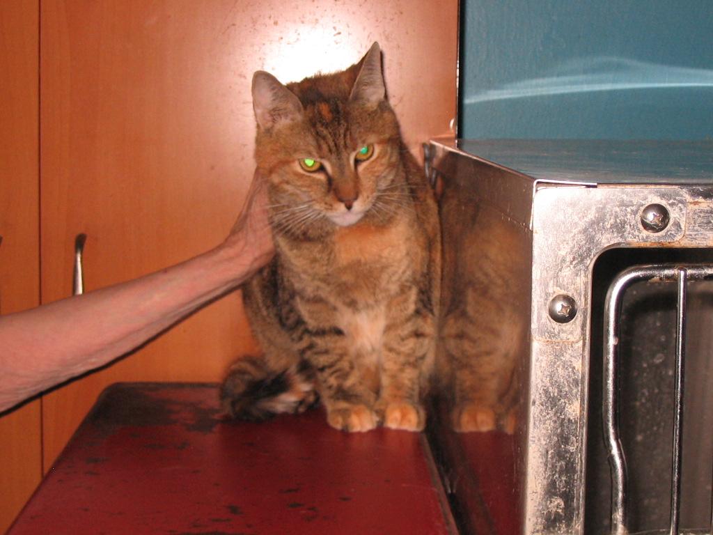 Enlarge Chloe, a Adoptable Extra-Toes Cat / Hemingway Polydactyl in Brooklyn, NY image 1/3