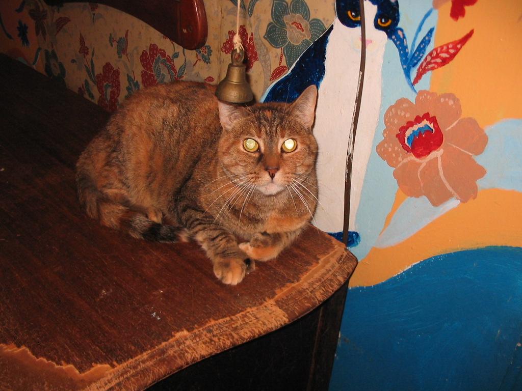 Enlarge Chloe, a Adoptable Extra-Toes Cat / Hemingway Polydactyl in Brooklyn, NY image 1/2