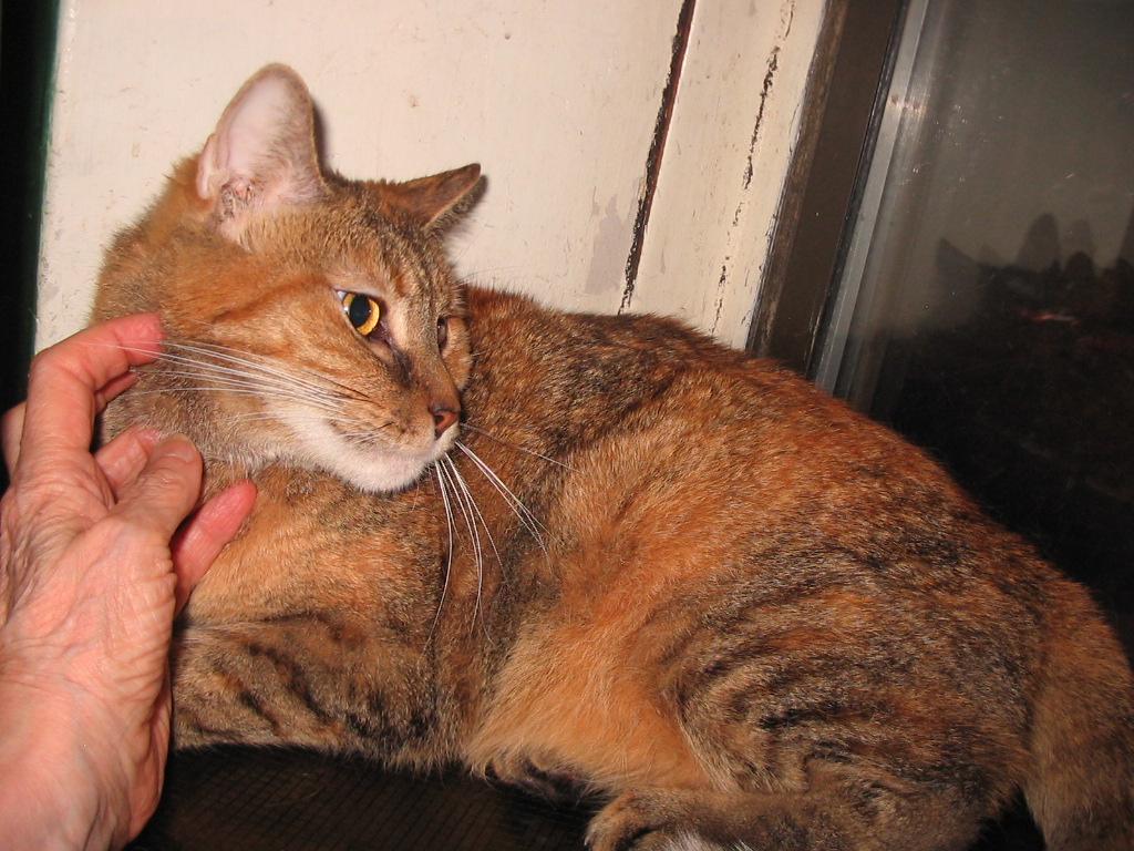 Chloe, Adult Female unknown