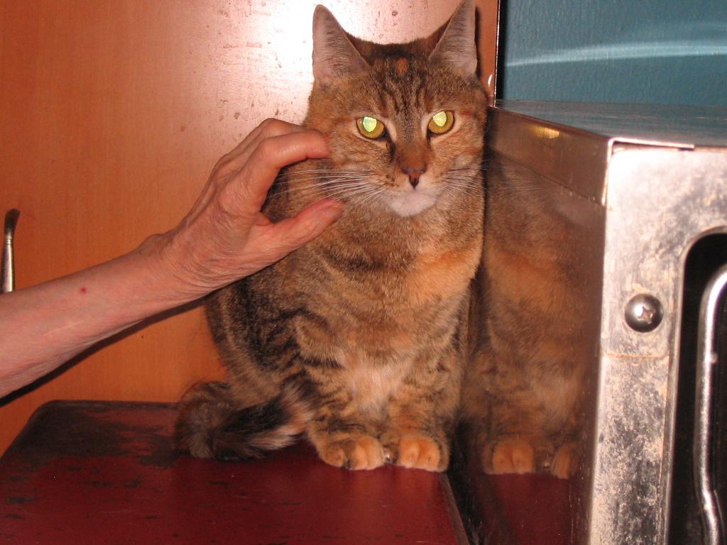 Enlarge Chloe, a Adoptable Extra-Toes Cat / Hemingway Polydactyl in Brooklyn, NY image 3/3