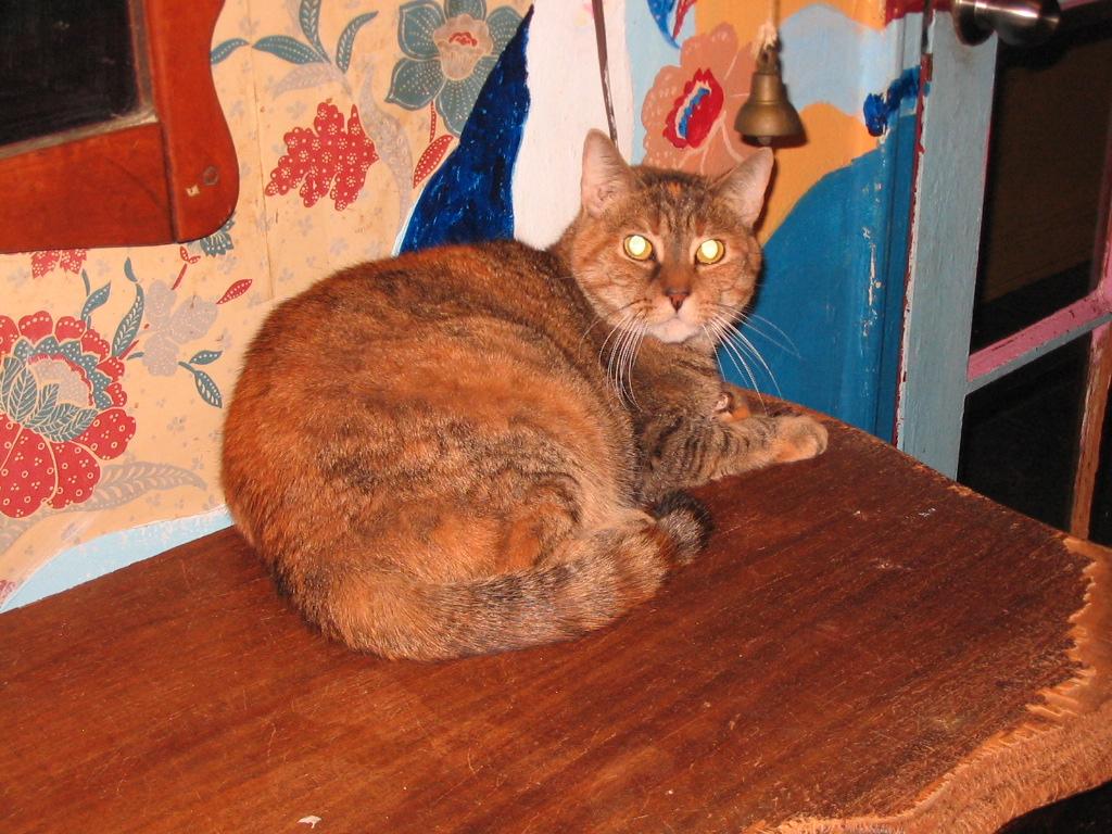 Enlarge Chloe, a Adoptable Extra-Toes Cat / Hemingway Polydactyl in Brooklyn, NY image 2/2