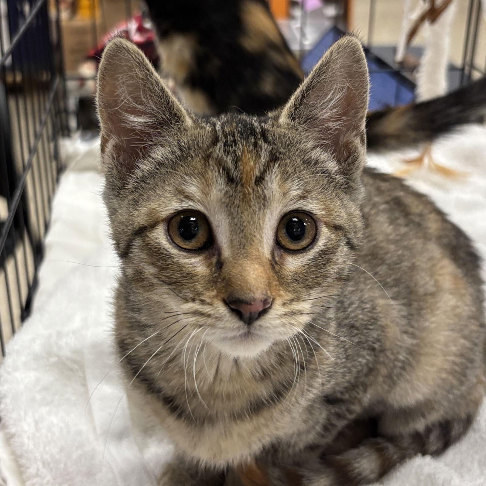 Enlarge Coco, a Adoptable Domestic Short Hair in Sonora, CA image 1/1