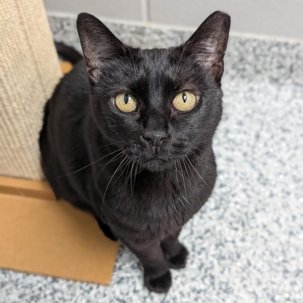 Expresso, Adoptable, Adult Female Domestic Short Hair.