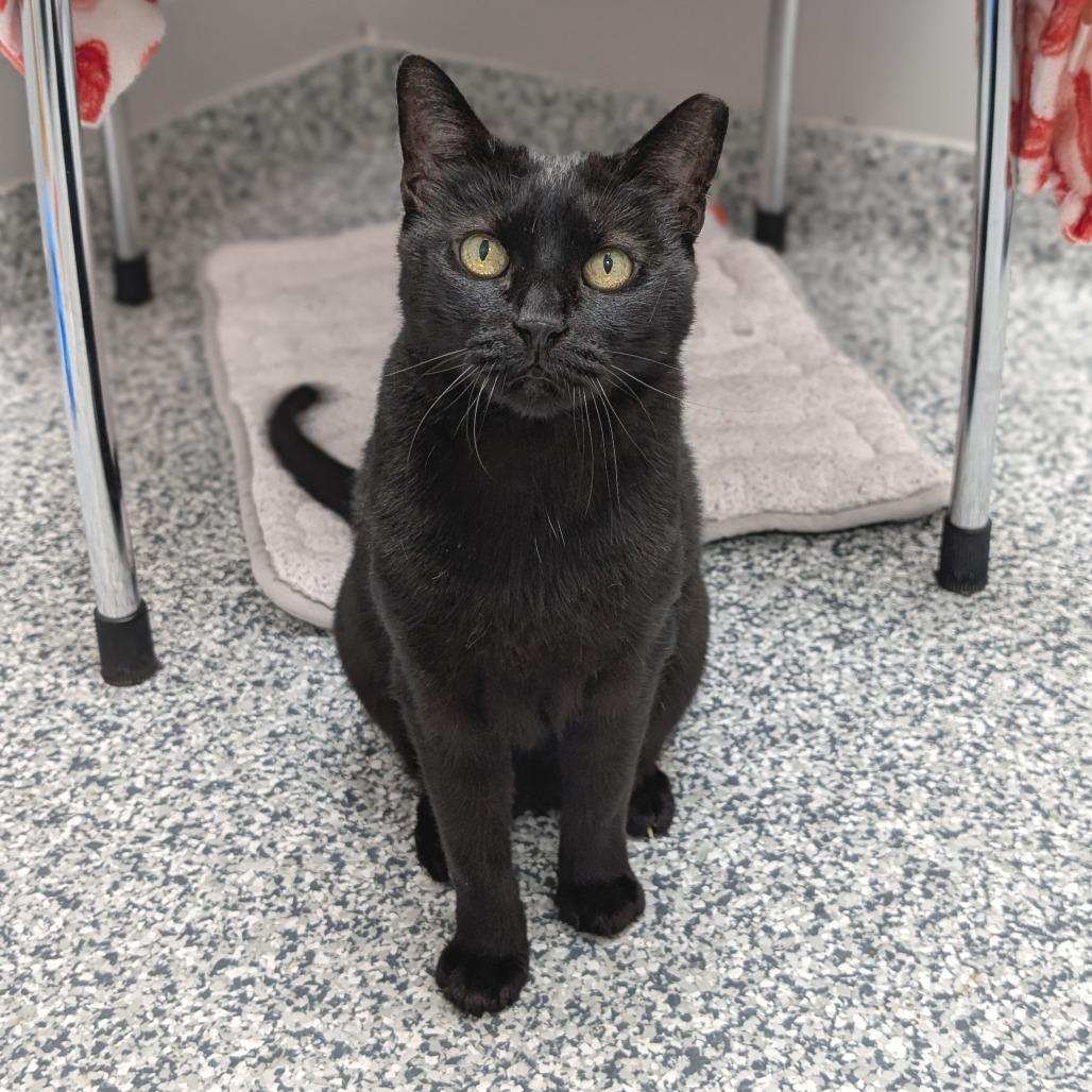 Enlarge Expresso, a Adoptable Domestic Short Hair in Brookfield, WI image 2/6
