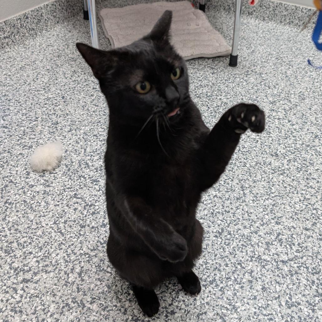 Enlarge Expresso, a Adoptable Domestic Short Hair in Brookfield, WI image 3/6