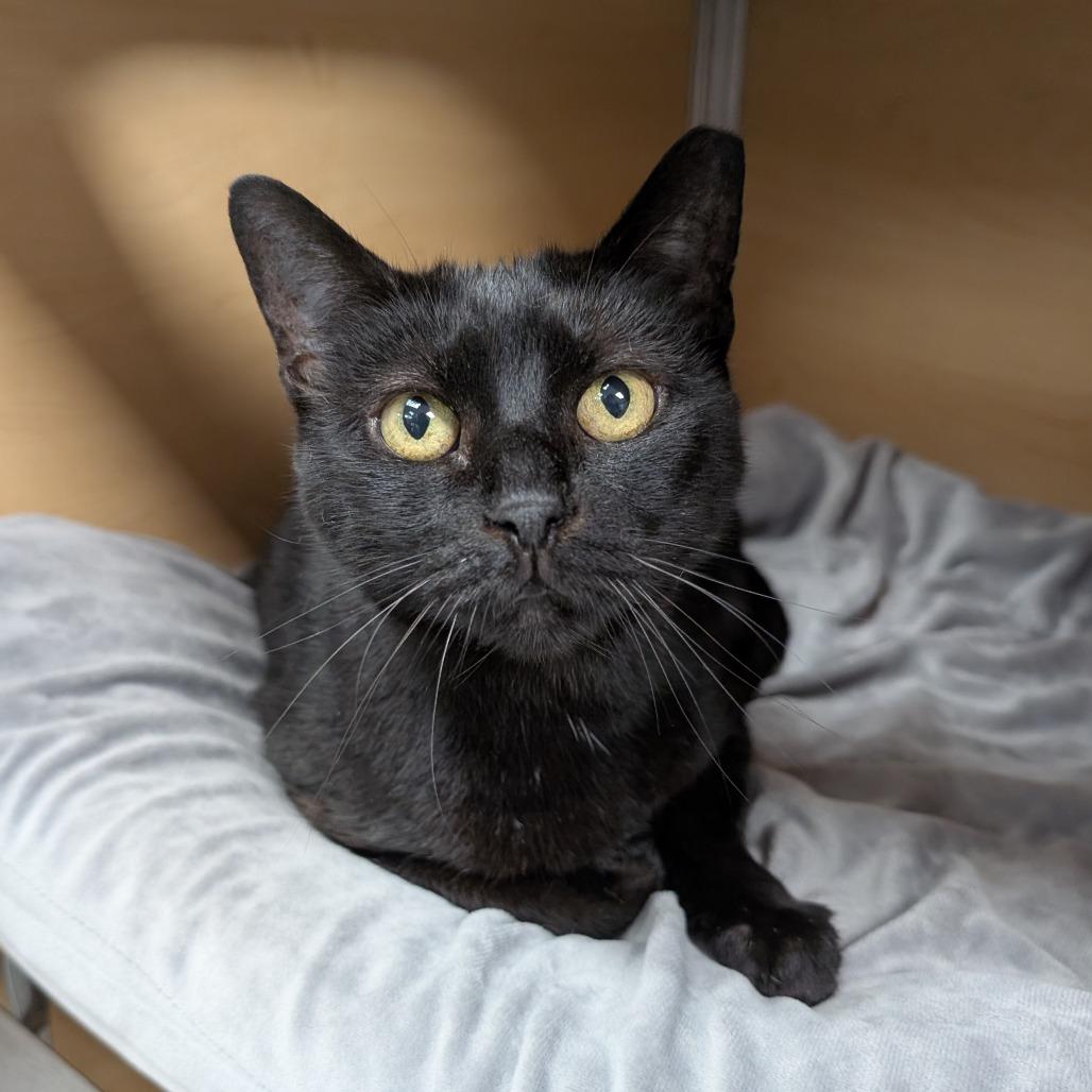 Expresso, Adoptable, Adult Female Domestic Short Hair.