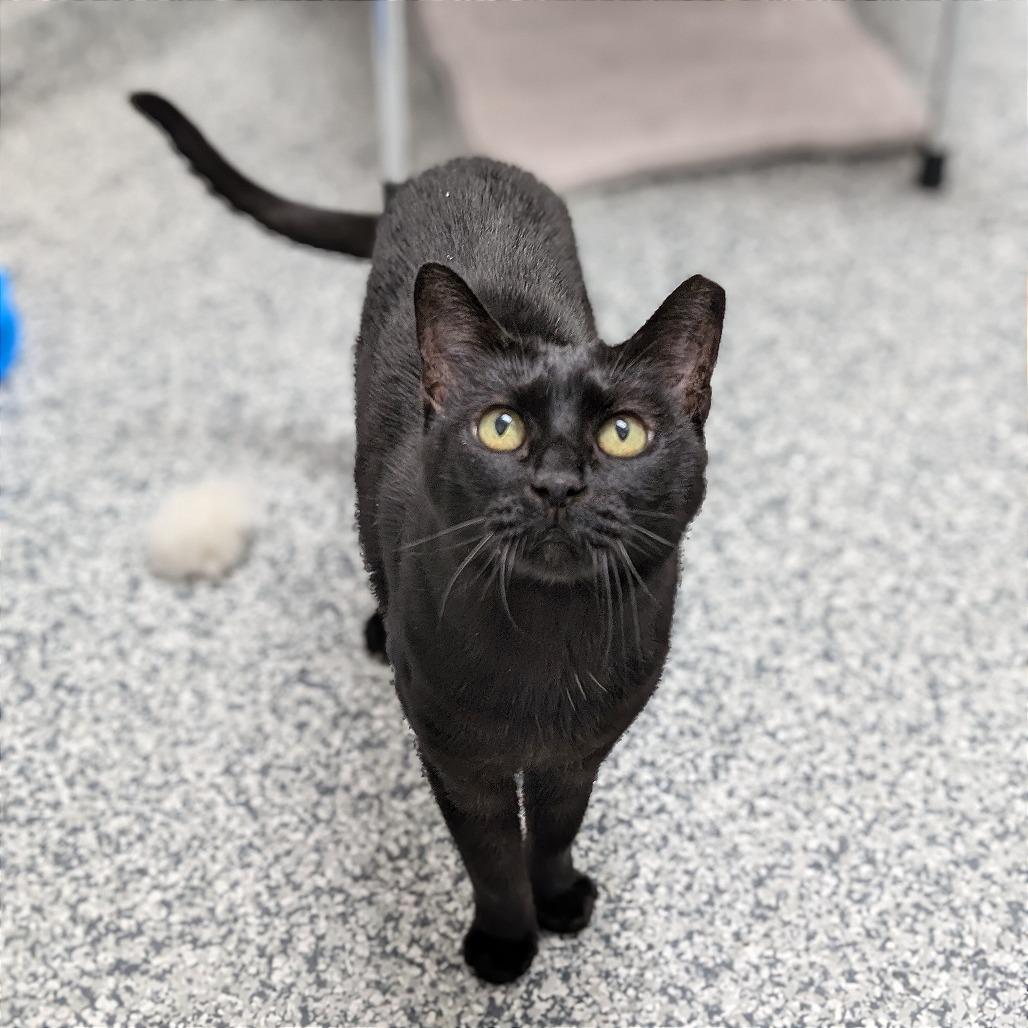 Enlarge Expresso, a Adoptable Domestic Short Hair in Brookfield, WI image 5/6