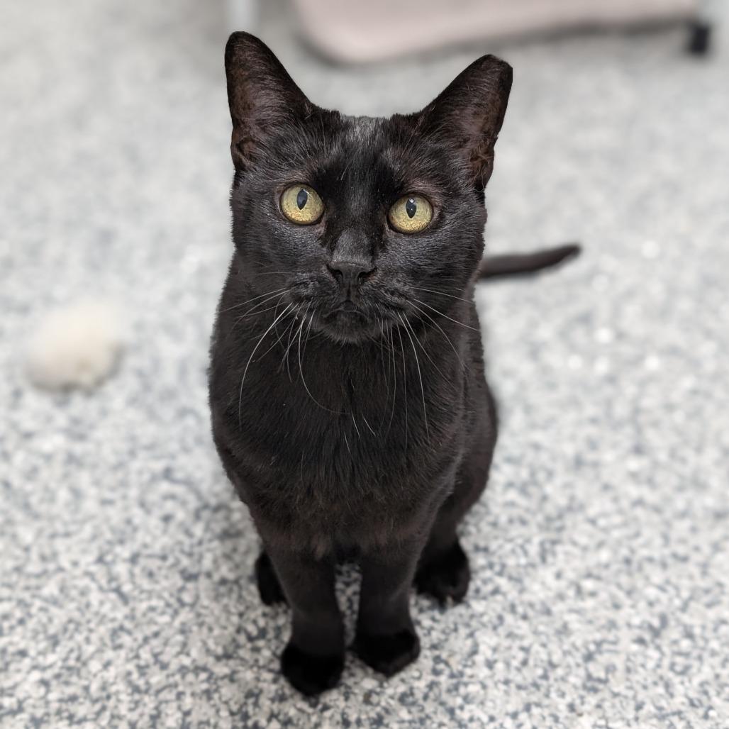 Enlarge Expresso, a Adoptable Domestic Short Hair in Brookfield, WI image 6/6
