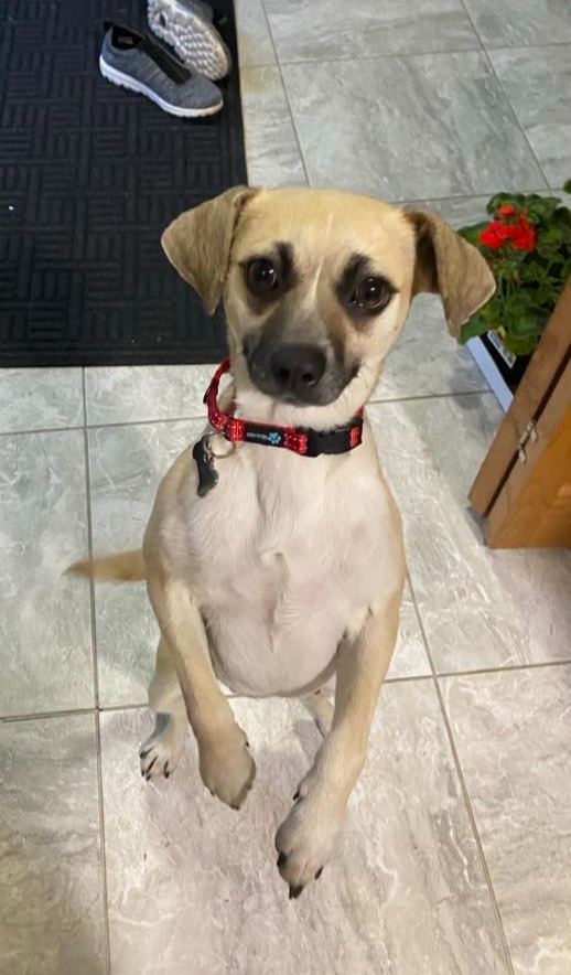 Meery, an adoptable Terrier in Grand Forks, ND, 58203 | Photo Image 2