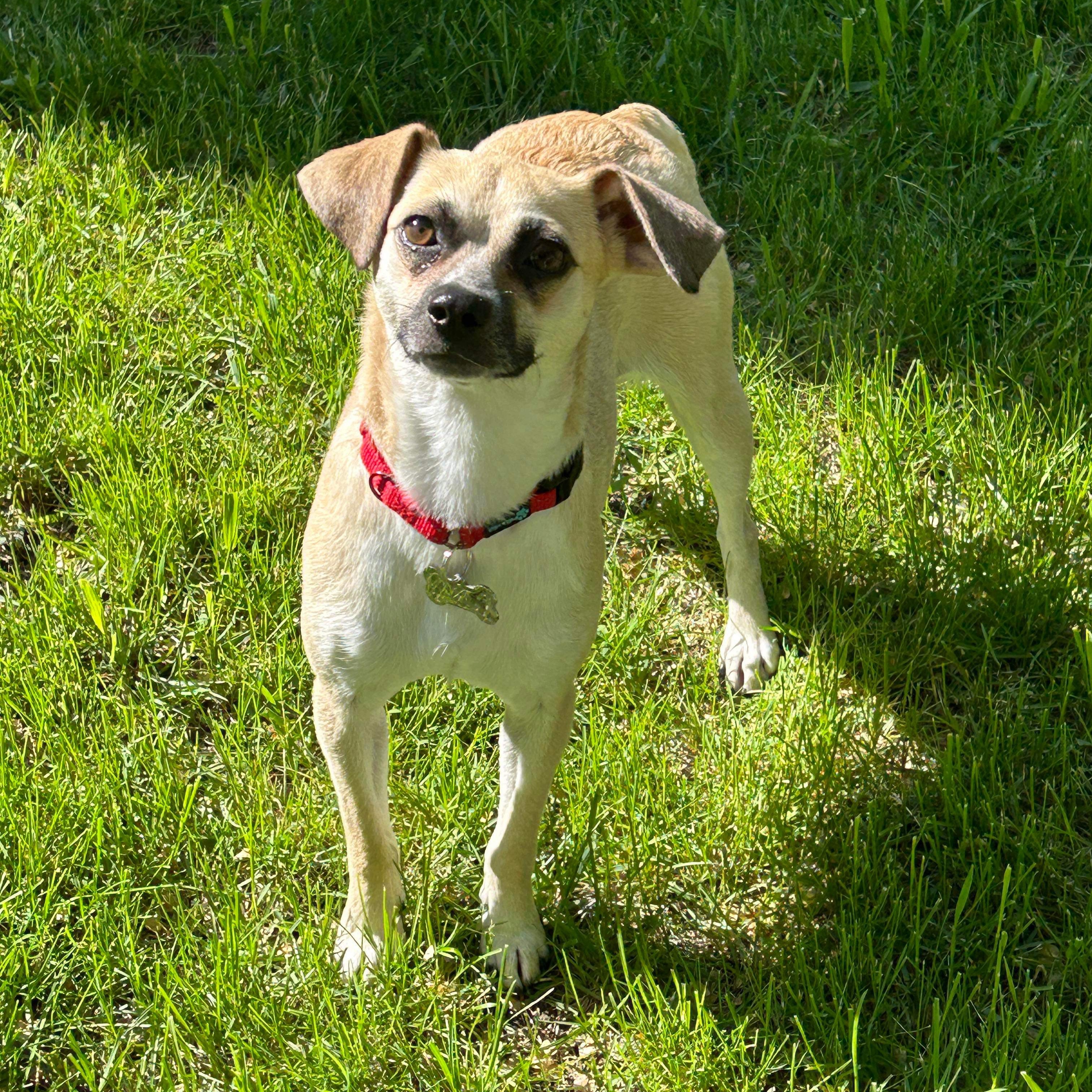 Meery, an adoptable Terrier in Grand Forks, ND, 58203 | Photo Image 1
