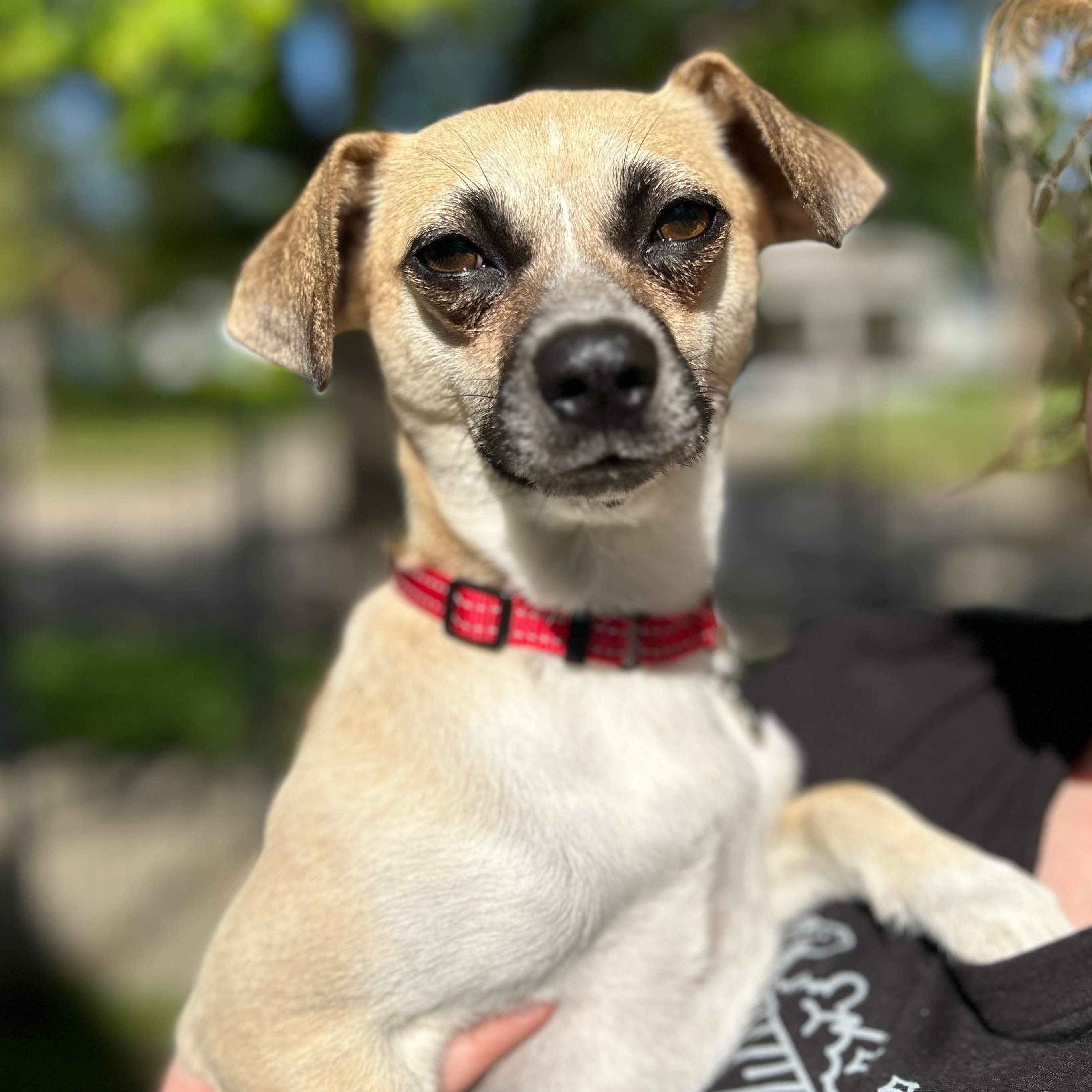 Meery, an adoptable Terrier in Grand Forks, ND, 58203 | Photo Image 3