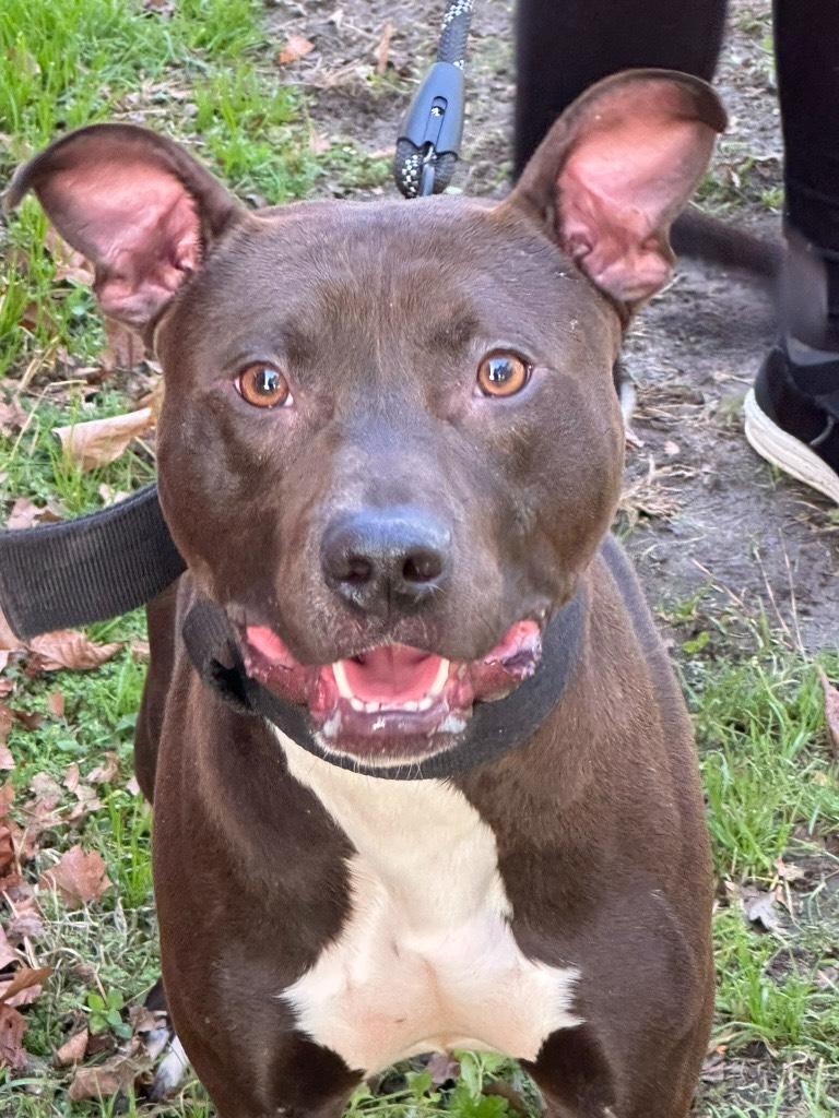 Jiggy Male 45 pounds 1.5 years old Sweet and Playful Foster to Adopt Option Offered!