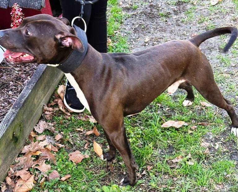 Jiggy Male 45 pounds 1.5 years old Sweet and Playful Foster to Adopt Option Offered!