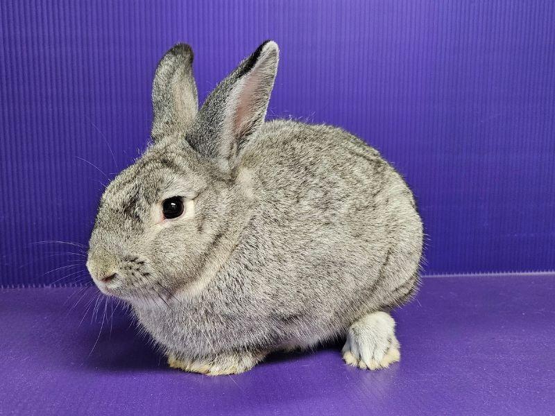 Oliver, Adoptable, Young Male Silver.