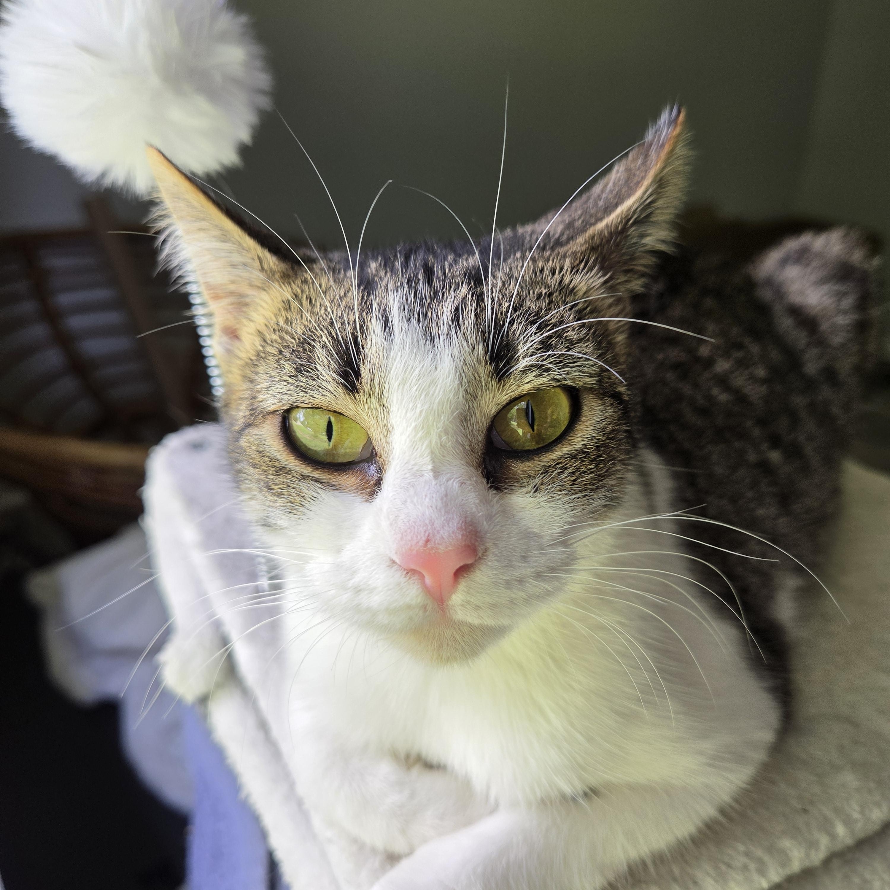 Enlarge Maple, a Adoptable Domestic Short Hair in Fort Oglethorpe, GA image 2/4