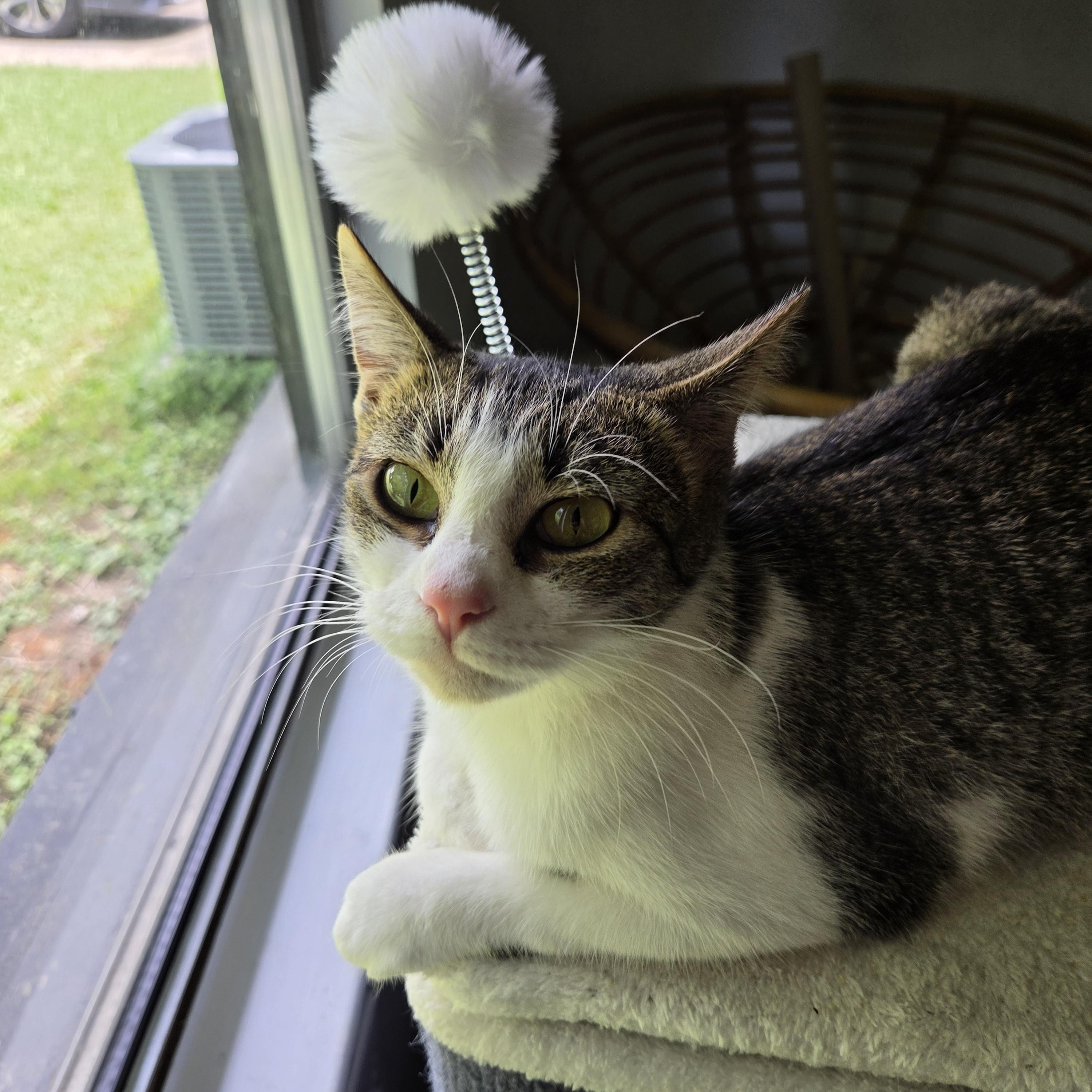 Enlarge Maple, a Adoptable Domestic Short Hair in Fort Oglethorpe, GA image 3/4