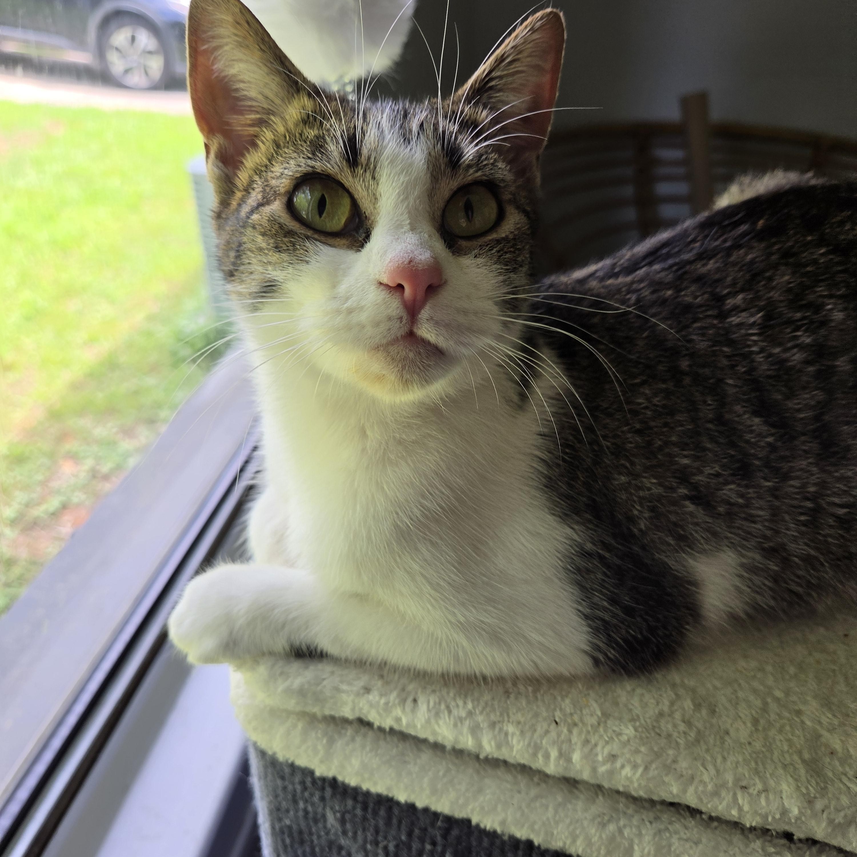 Enlarge Maple, a Adoptable Domestic Short Hair in Fort Oglethorpe, GA image 4/4