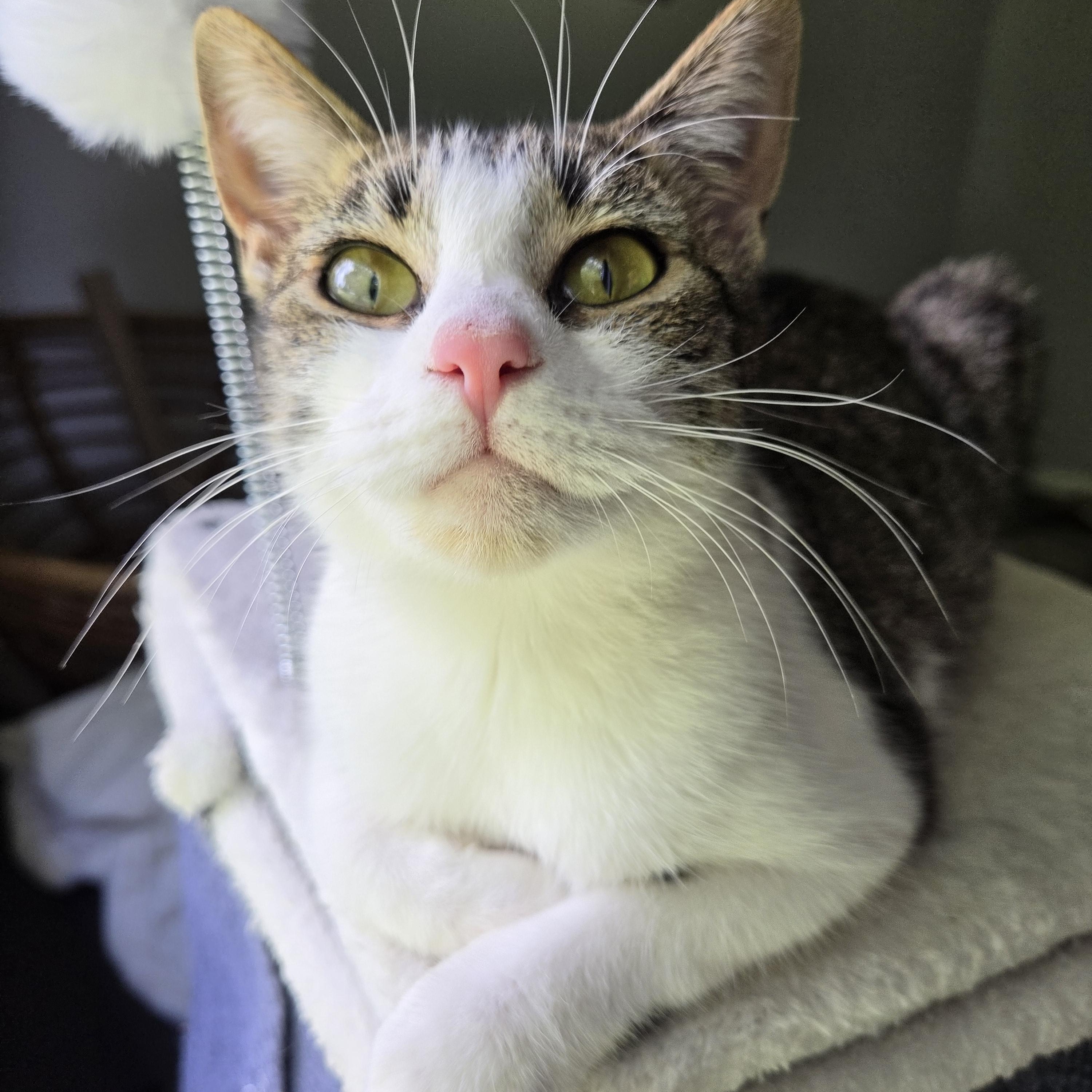 Enlarge Maple, a Adoptable Domestic Short Hair in Fort Oglethorpe, GA image 1/4