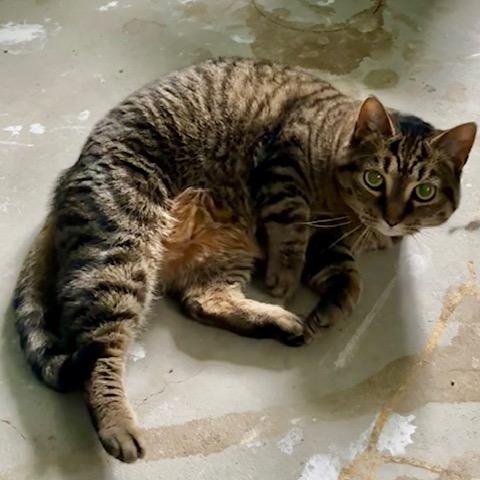 Squeaky - Bonded w/Peaches