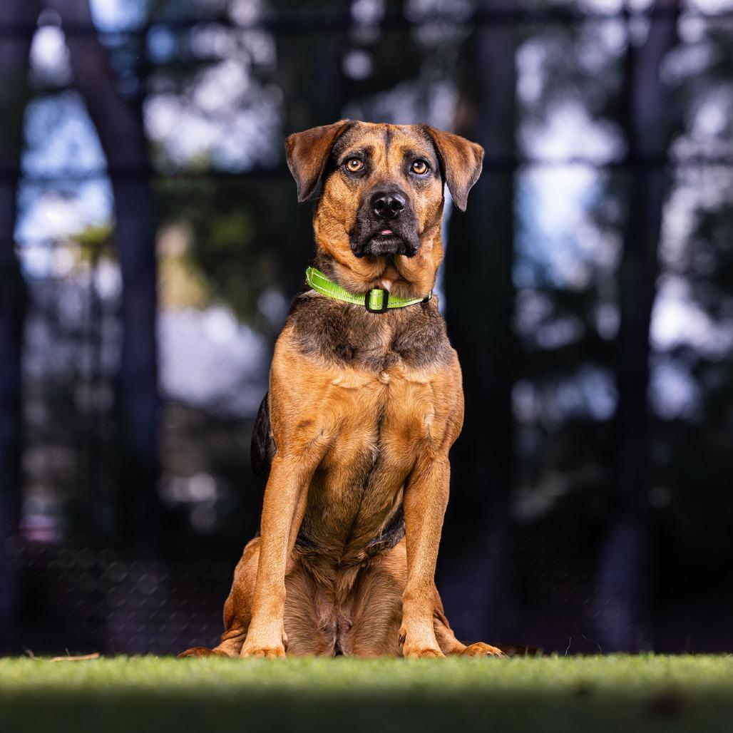 Enlarge Brooke, a Adoptable Mixed Breed in Jupiter, FL image 1/6