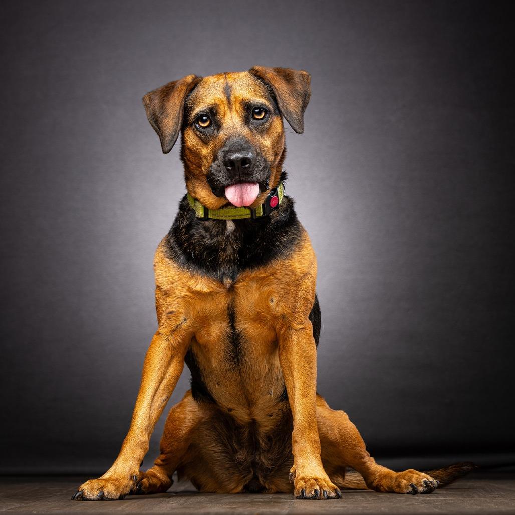 Enlarge Brooke, a Adoptable Mixed Breed in Jupiter, FL image 2/6