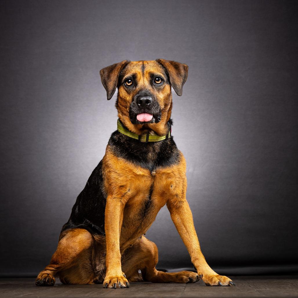 Enlarge Brooke, a Adoptable Mixed Breed in Jupiter, FL image 3/6