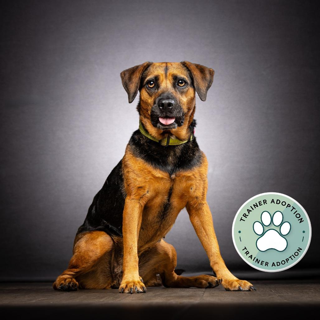 Enlarge Brooke, a Adoptable Mixed Breed in Jupiter, FL image 4/6