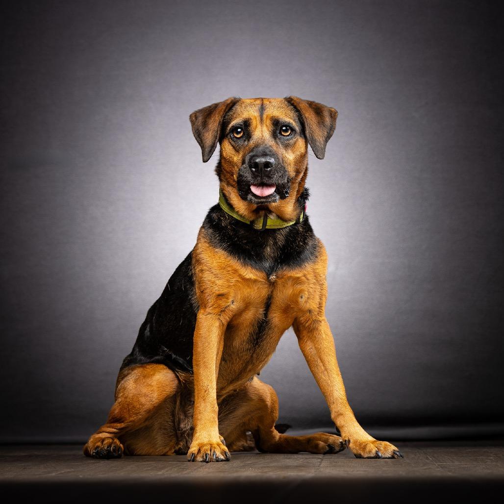 Enlarge Brooke, a Adoptable Mixed Breed in Jupiter, FL image 5/6