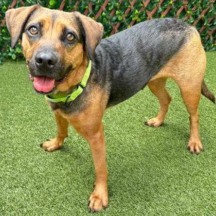 Enlarge Brooke, a Adoptable Mixed Breed in Jupiter, FL image 6/6