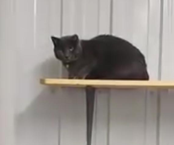 Tommy, an adoptable Domestic Short Hair in Le Mars, IA, 51031 | Photo Image 2