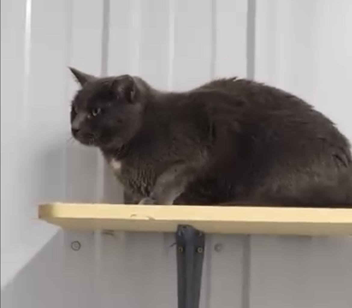 Tommy, an adoptable Domestic Short Hair in Le Mars, IA, 51031 | Photo Image 1