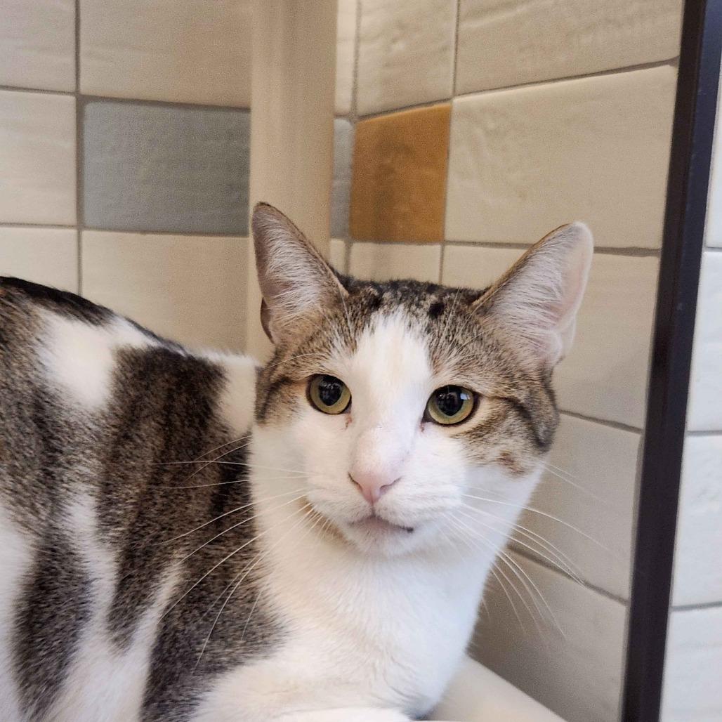 Theodore, Adoptable, Adult Male Domestic Short Hair.