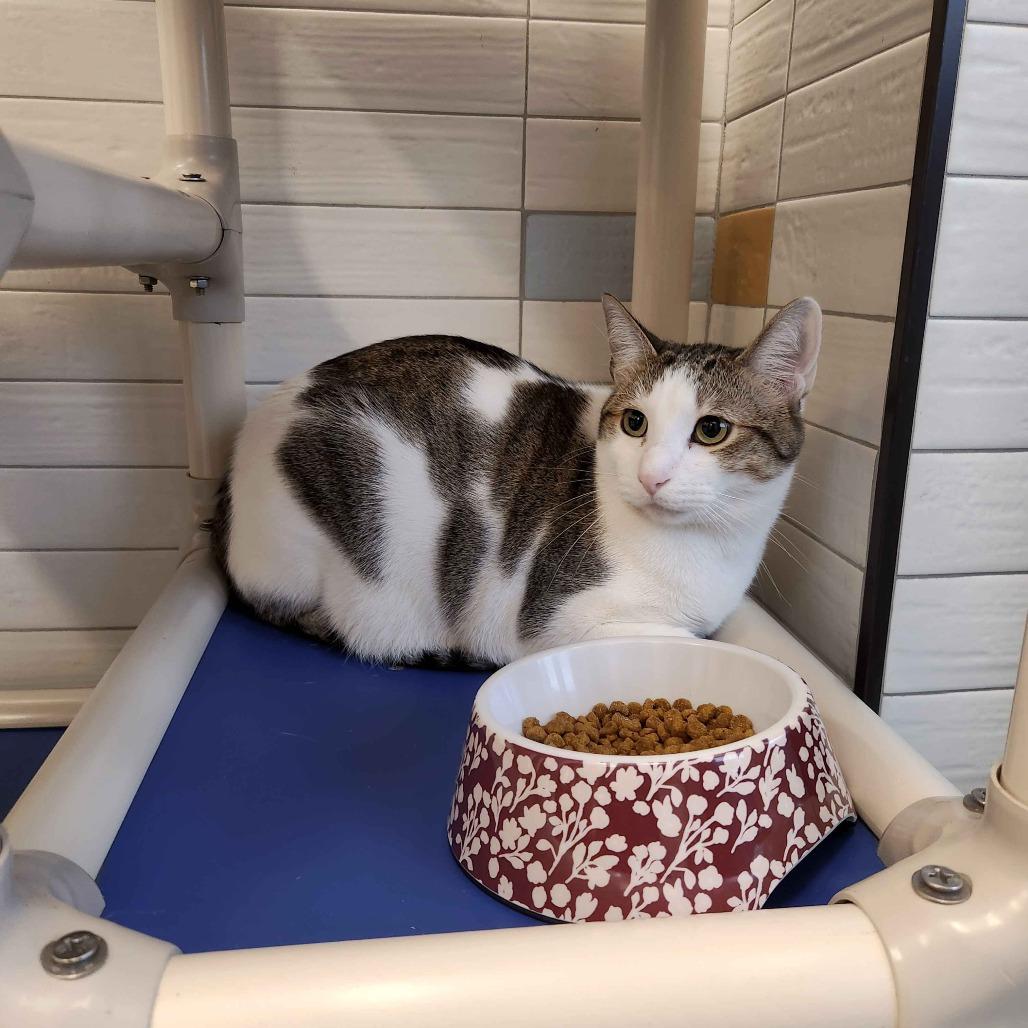 Enlarge Theodore, a Adoptable Domestic Short Hair in Beaumont, TX image 2/5