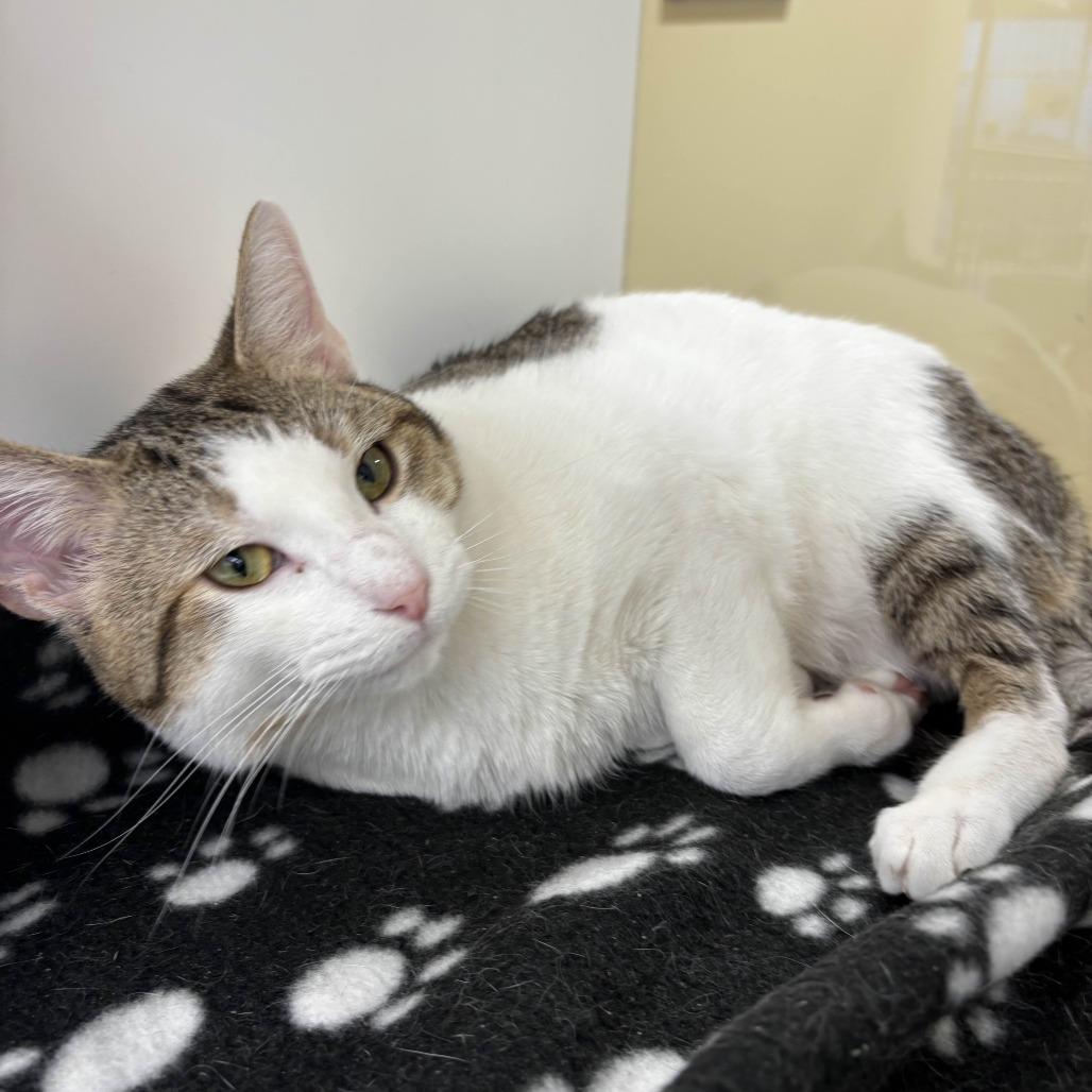 Enlarge Theodore, a Adoptable Domestic Short Hair in Beaumont, TX image 3/5